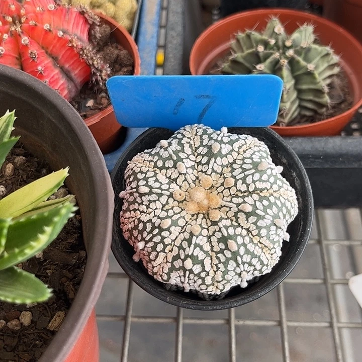 。***`我也不知道我为什么会这么