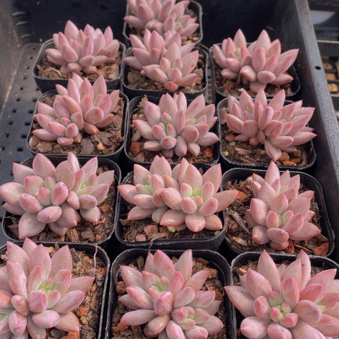 269号 车厘子双头一个