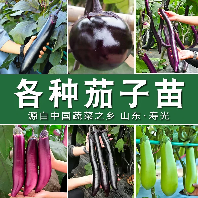 【茄子苗】大龙长茄黑豹圆茄超长线茄绿长茄杭茄一号高产易种蔬菜苗