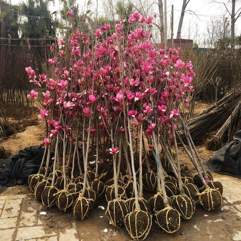 玉兰花树苗大型庭院红玉兰白玉兰树苗盆栽绿化树苗风景树苗景观树