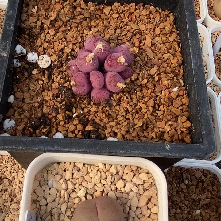 李*16585一组两颗群生➕双头样本