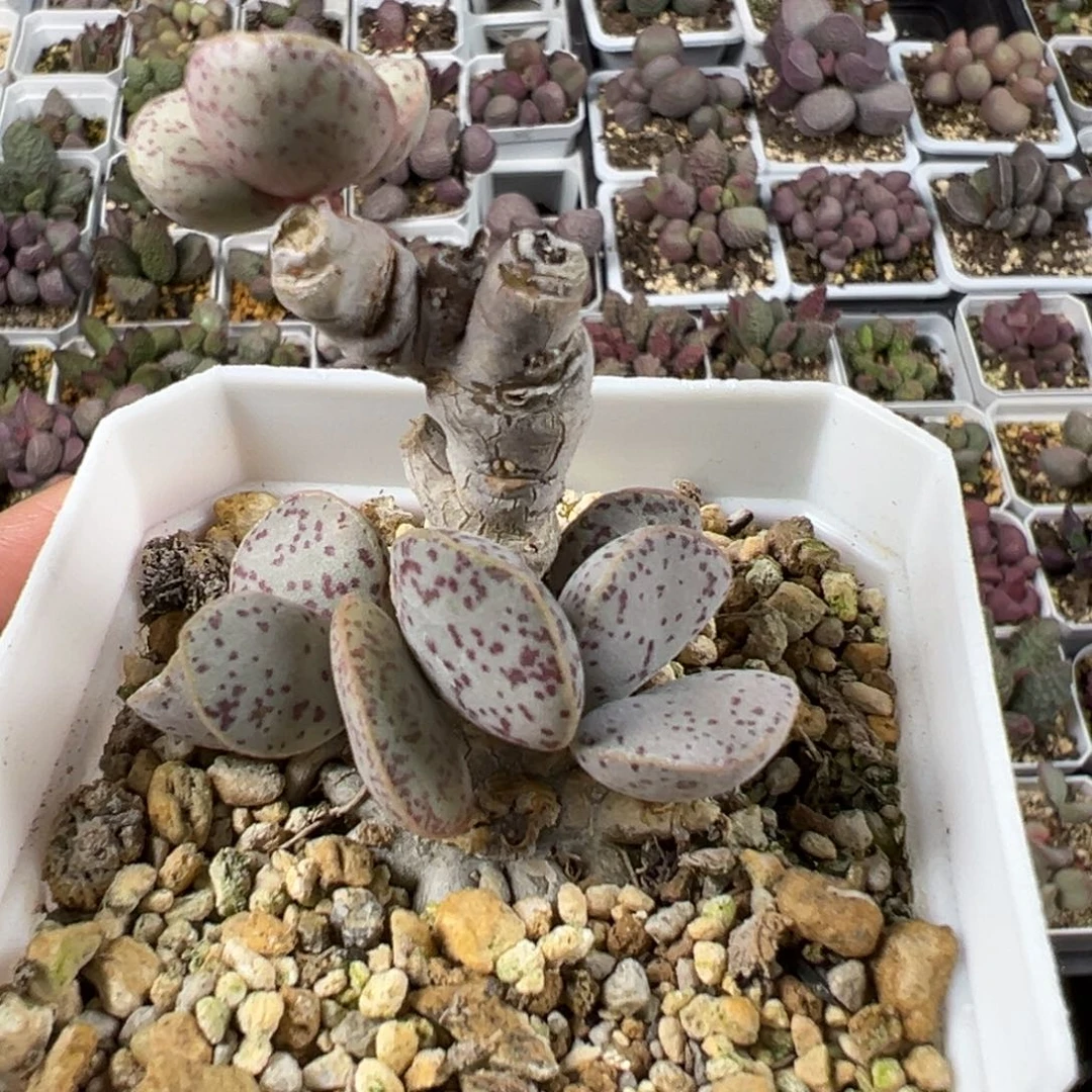 变量老桩多肉植物水泡