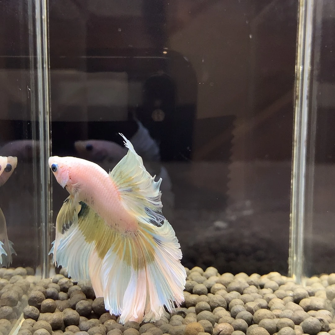 海水鱼七弟泰国斗鱼16