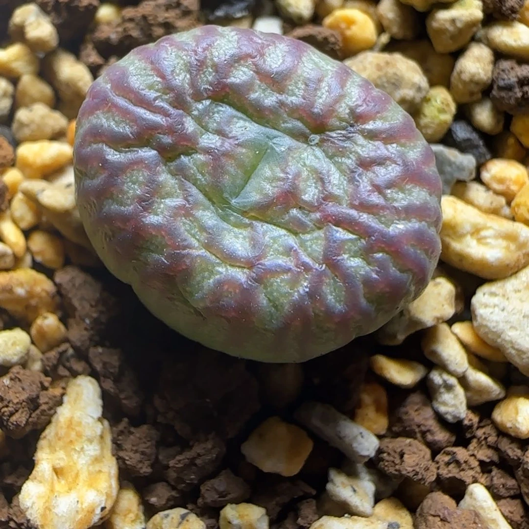 2.9多肉送奶工杂一颗