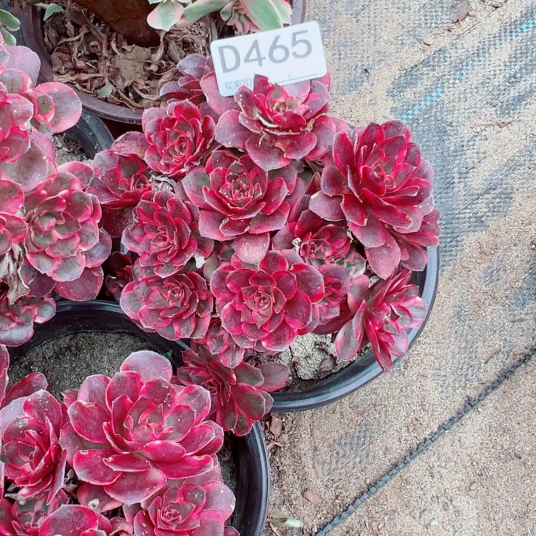 465纳福多肉植物法师