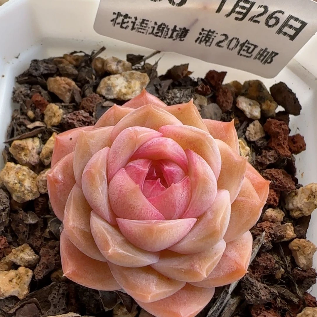 花语逸镜0126-288