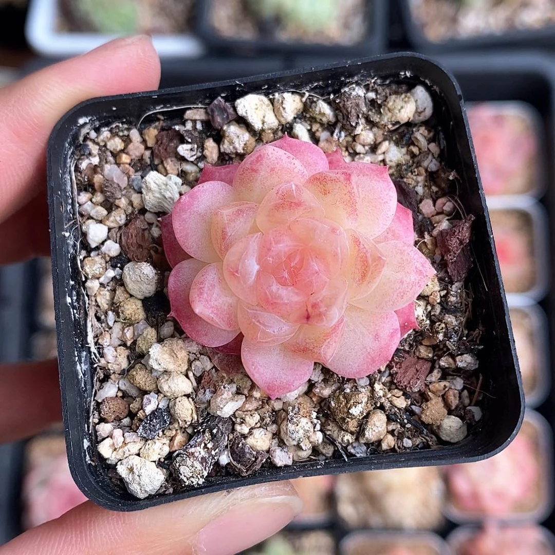 响当当啊哈好喜欢这个视频