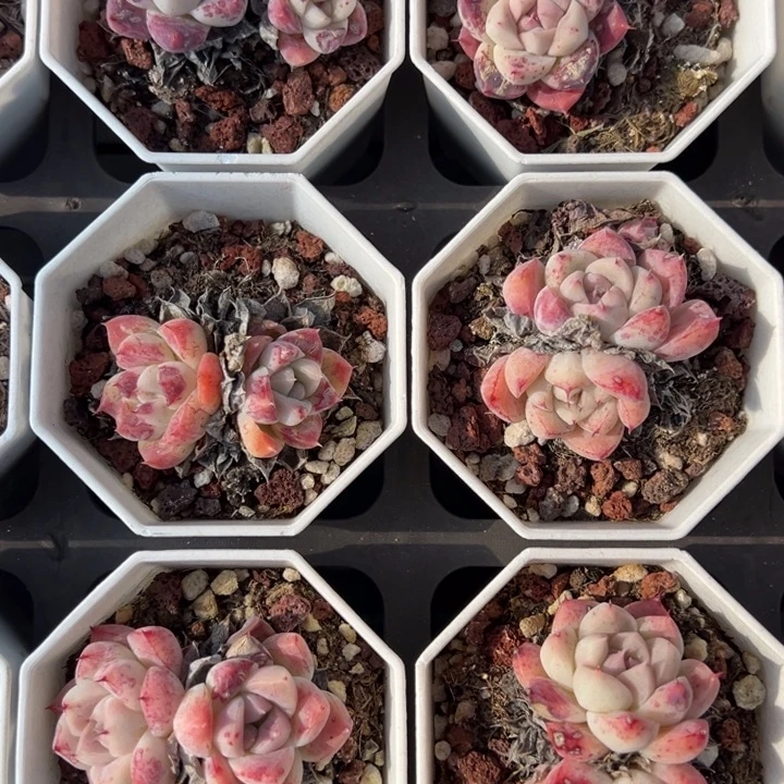 如梦令双头叶片微瑕疵款一颗量拍多肉满20包邮下午发