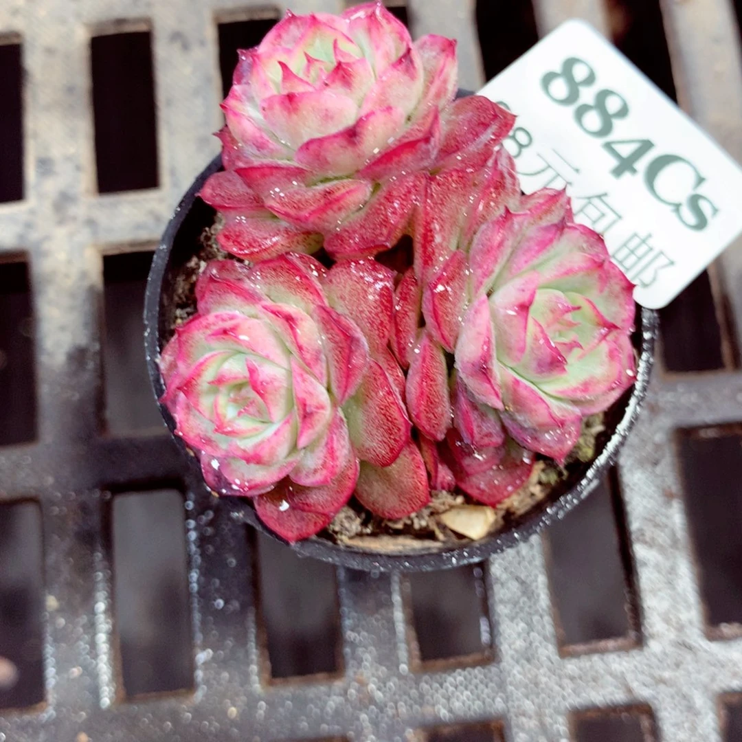 5厘米盆精控多肉884