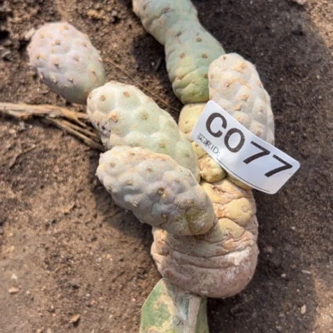 077处理仙人球时要注意