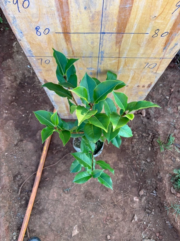 云南茶花，花大色艳好养活