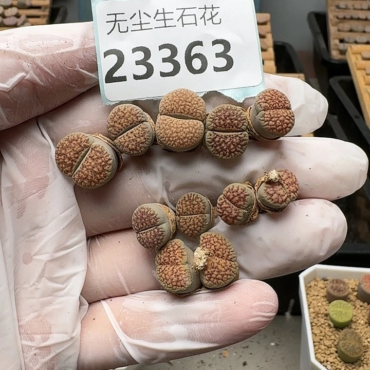 23363清框特价汗血宝马朝贡玉