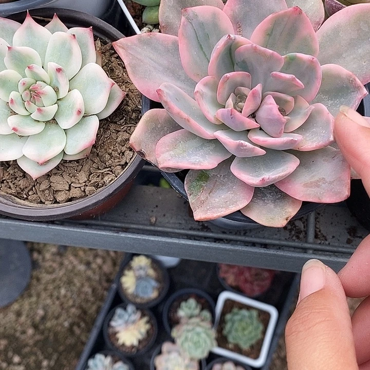 哈林哈林景468@k m m m m m m m l