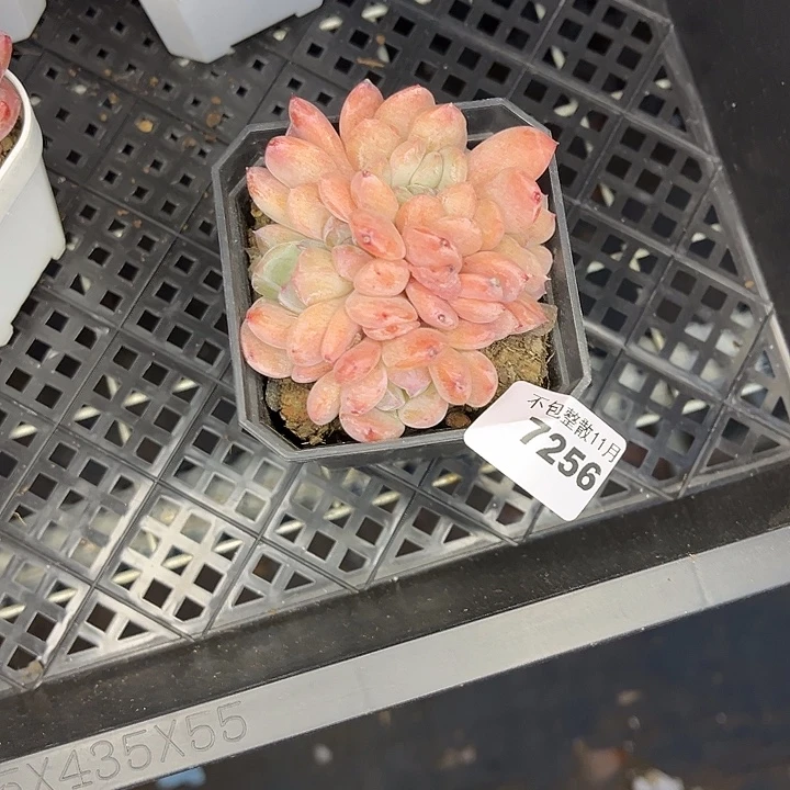 阿雅园艺。        7256厚梦