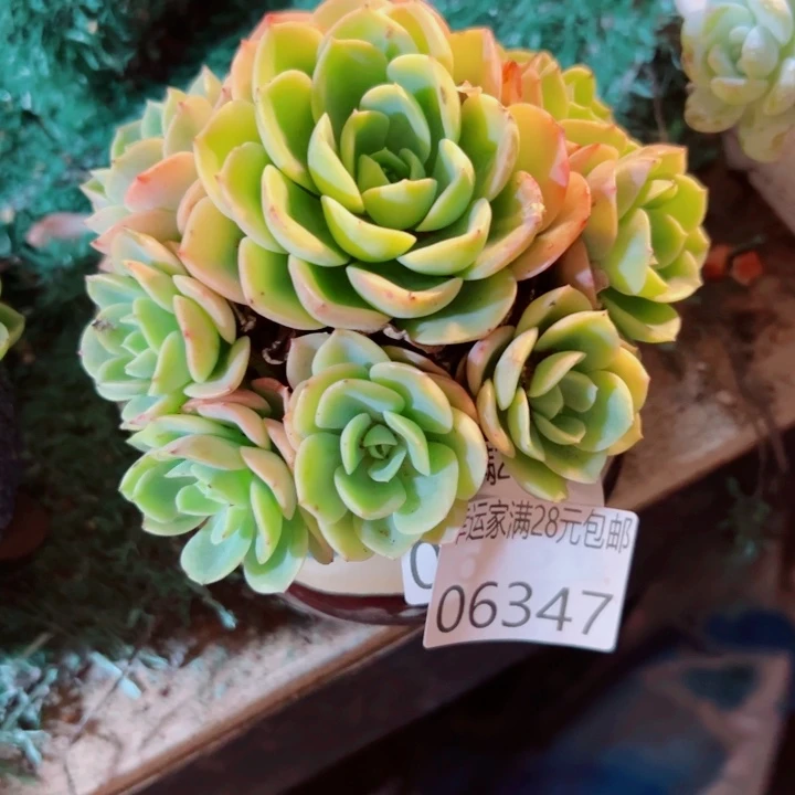 纸***鸢幸运儿是一位非常优秀