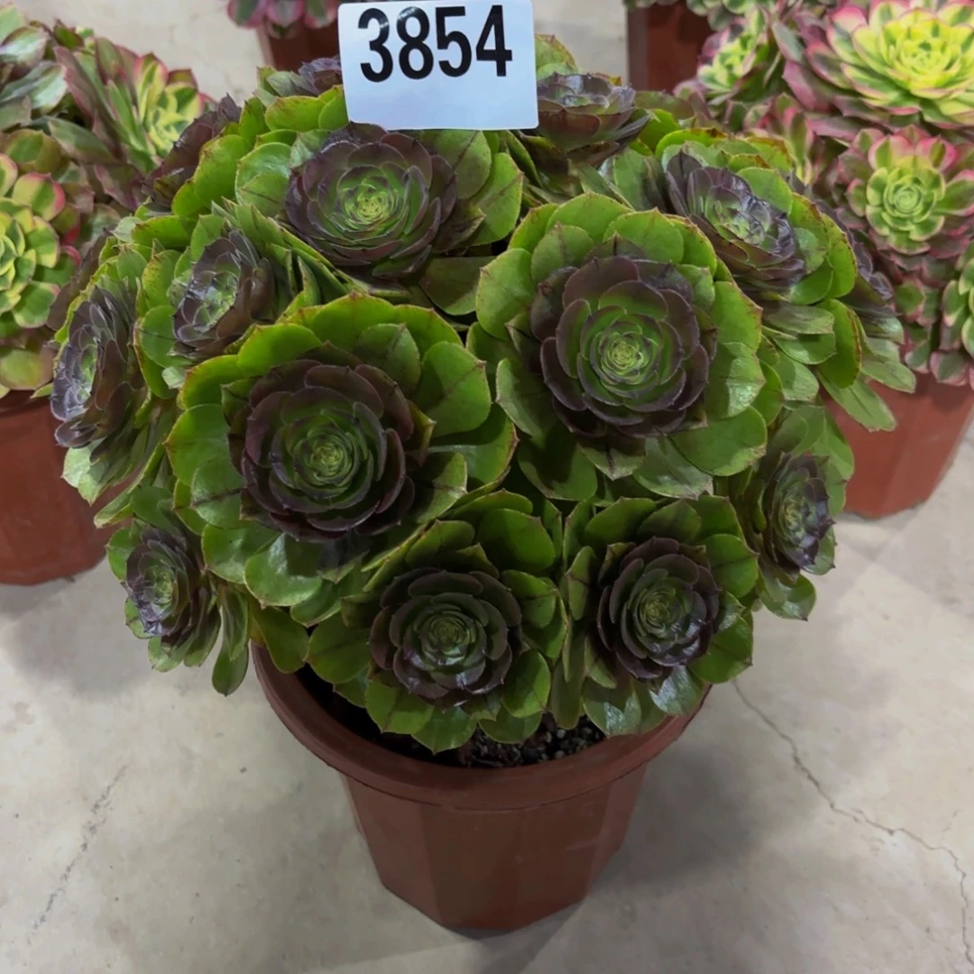 雨****无花朵3854万拉丝11111111