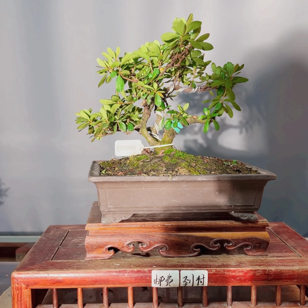 红***牛完全开放杜鹃花的诗