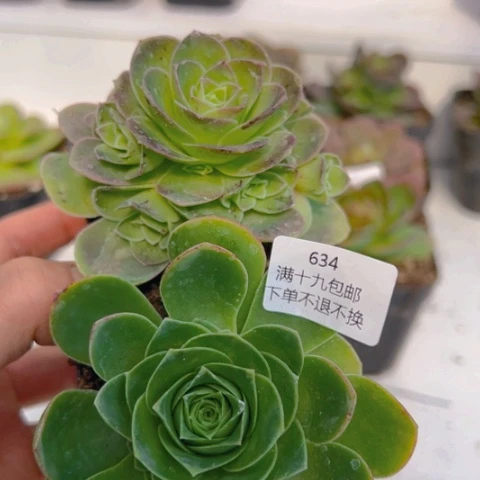 634 山地玫瑰基地2颗