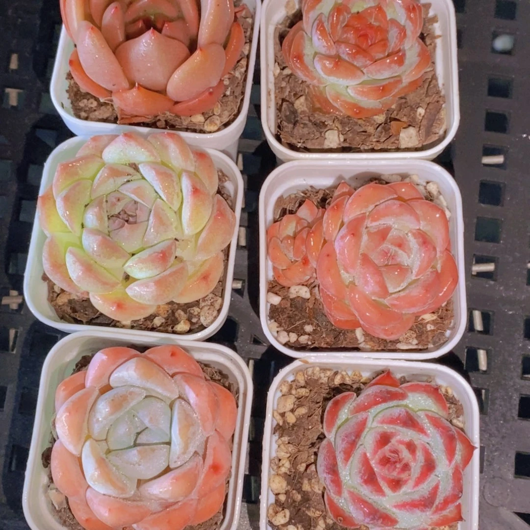 158-精品美肉福利六个