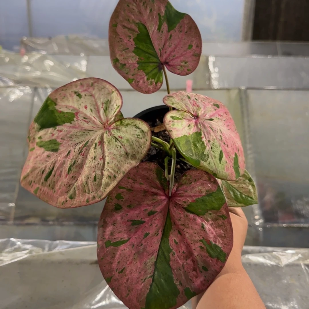 21-1107泰国发货新品