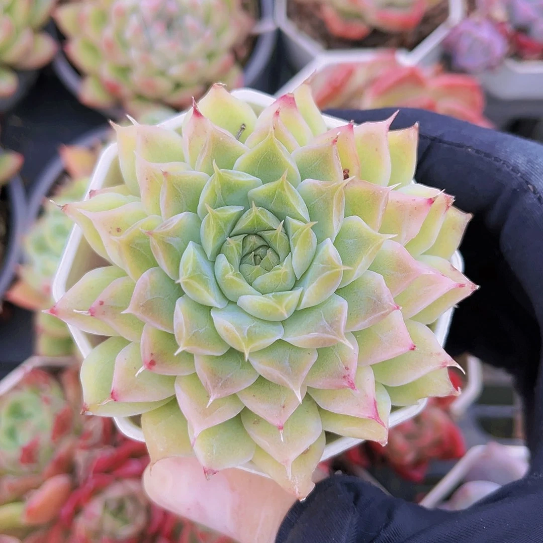 7公分潘多拉9999