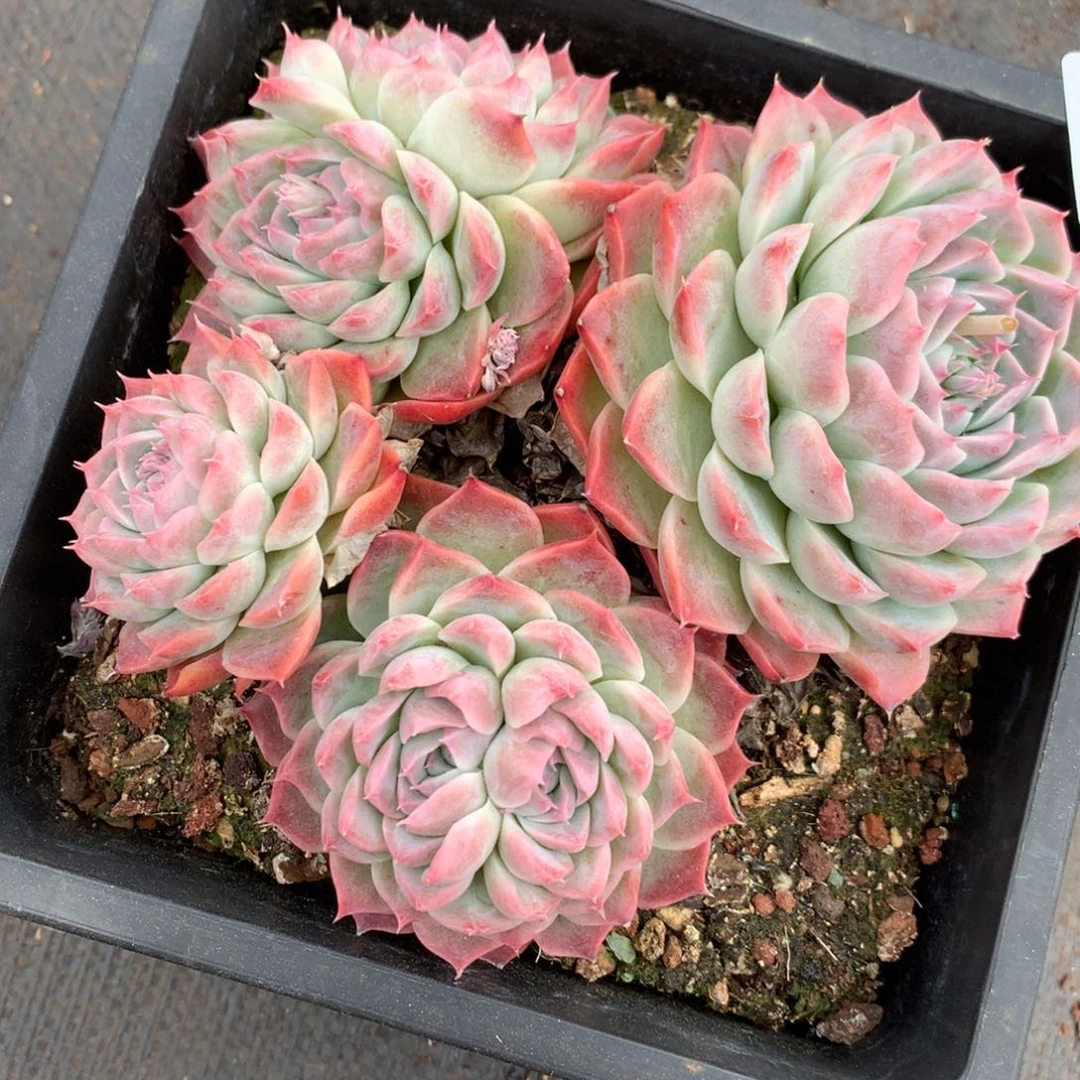 C****?5206心开花介意不拍不售后15厘米