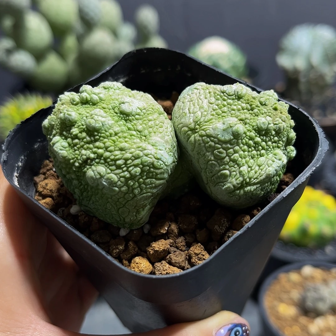 凝蹄玉双头Aaaaaaasaaaaaas