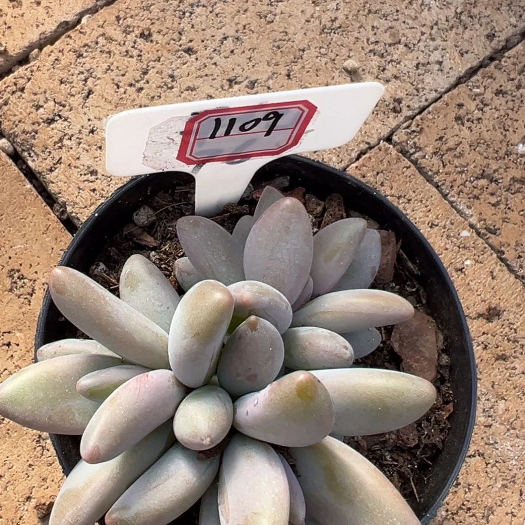企鹅1109。