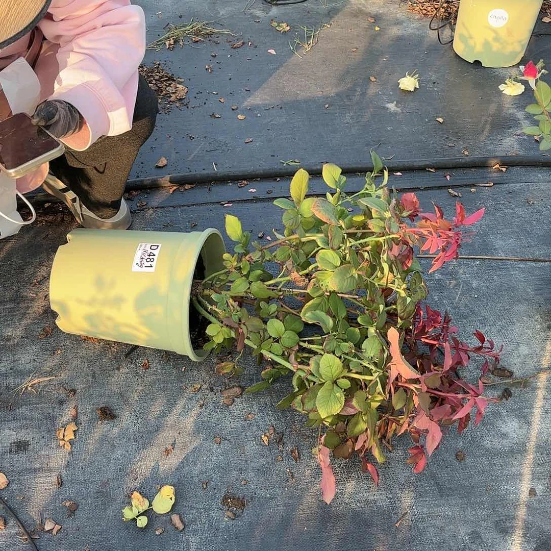 请***爱霓裳3加仑根接月季