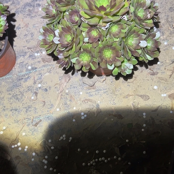 不包侧枝一物一拍55