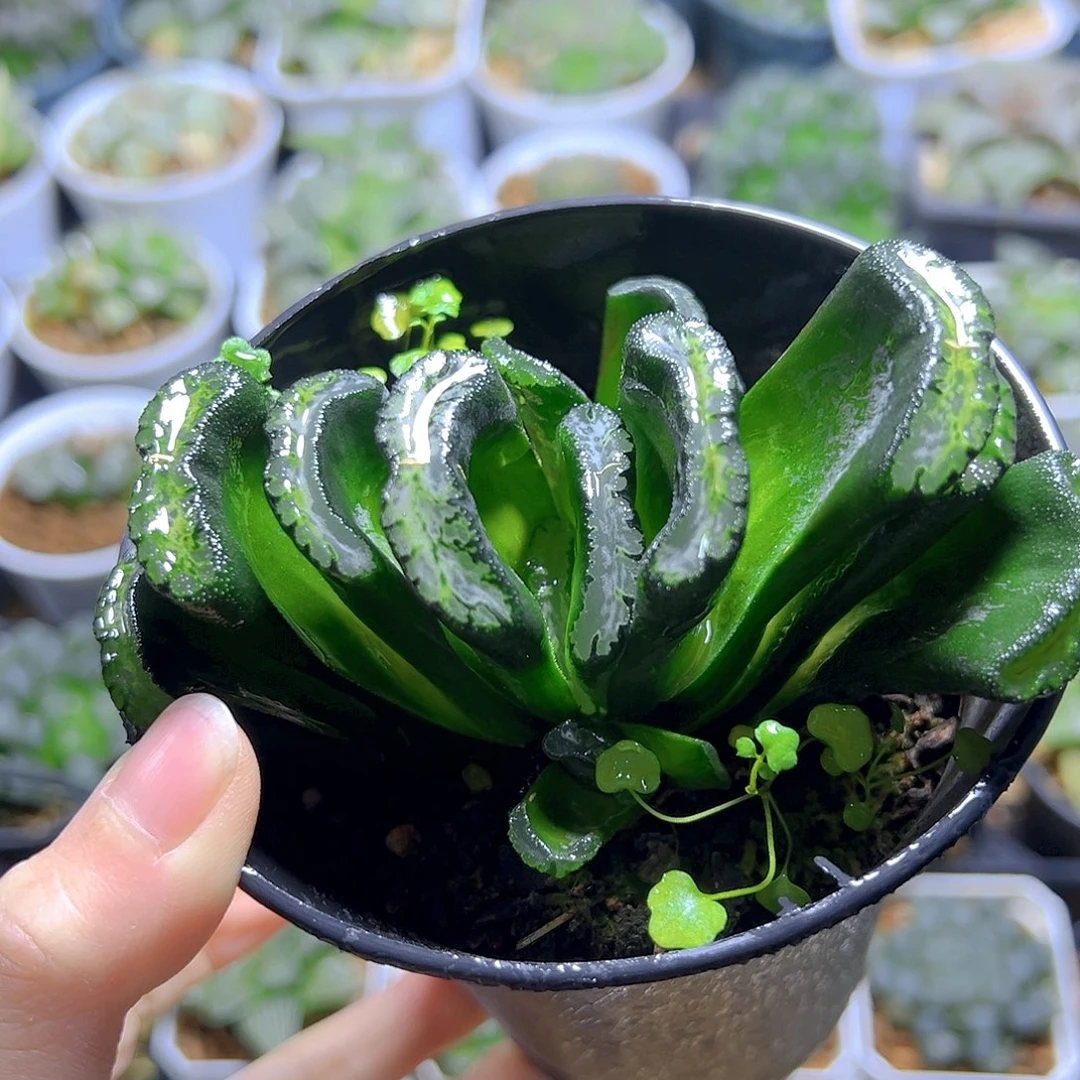 万象盆玉扇多肉多肉1