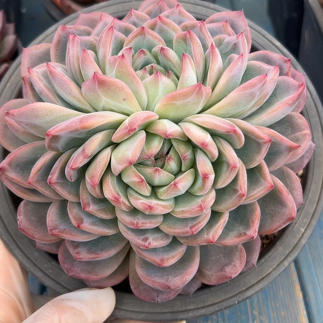 草莓樱桃多肉植物