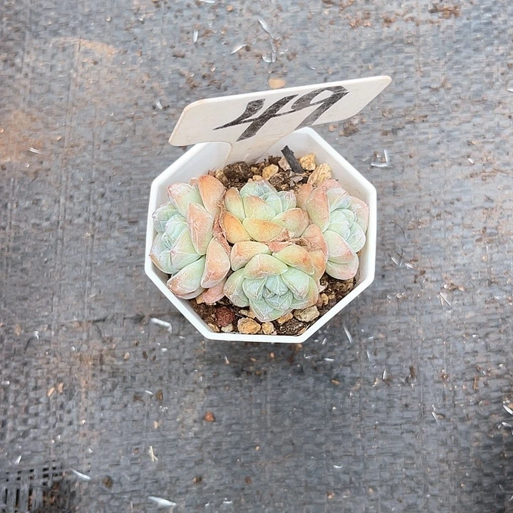 晨语多肉，一物一拍冰玉49