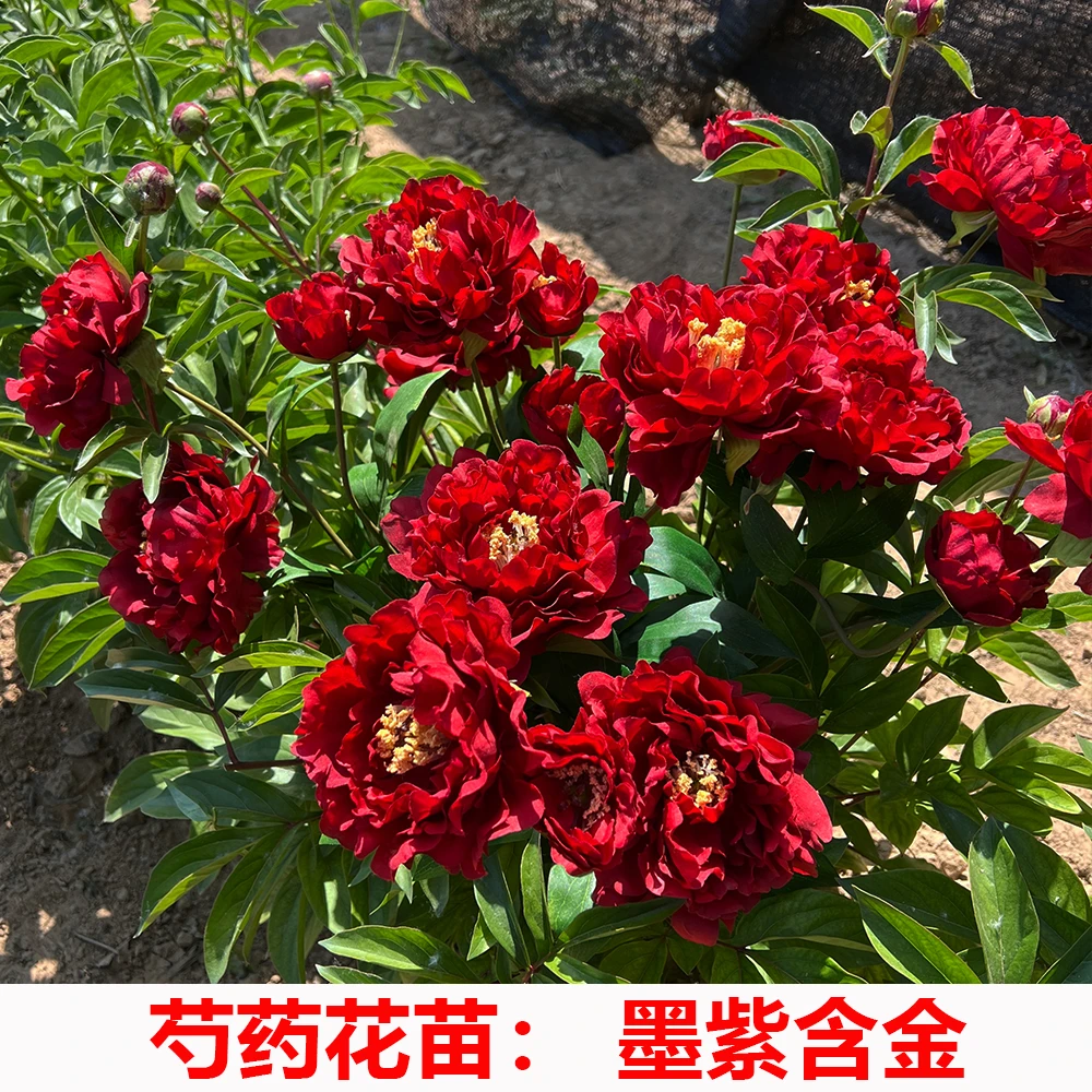 （墨紫含金）名贵芍药花苗  先发花肥 秋天发苗 基地直发
