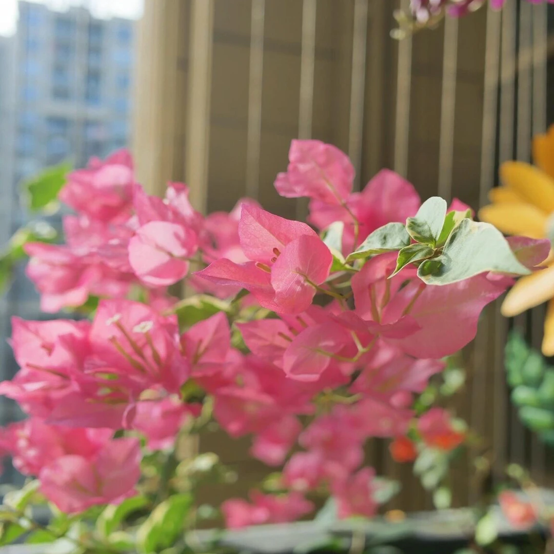 花叶蜡染粉 带花原盆可爬藤适合阳台庭院勤花好养非一物一拍