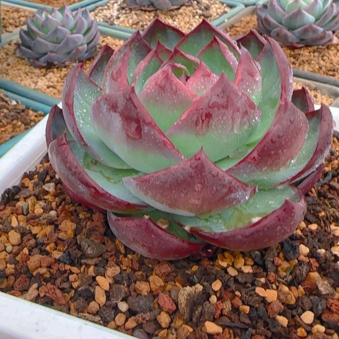 【闪购商品】宽叶惊鸿