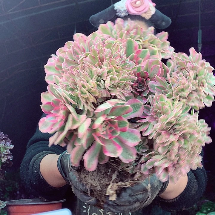 柒柒精品多肉脱土发货不包断侧枝S97