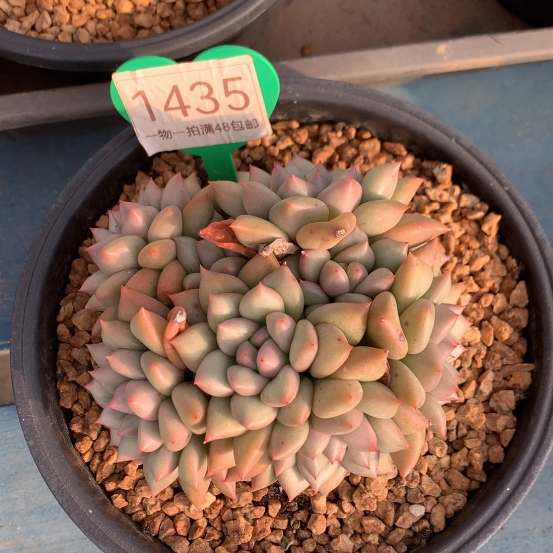 黄金象牙老桩无砍1435