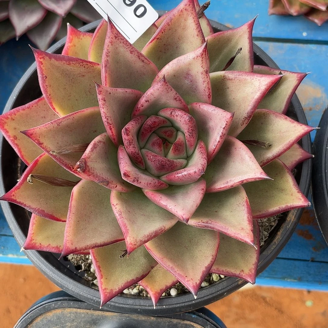 若如东云单拍C790