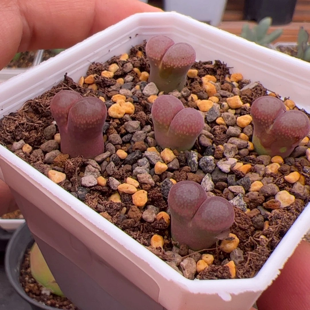 8.20红风铃多肉植物210