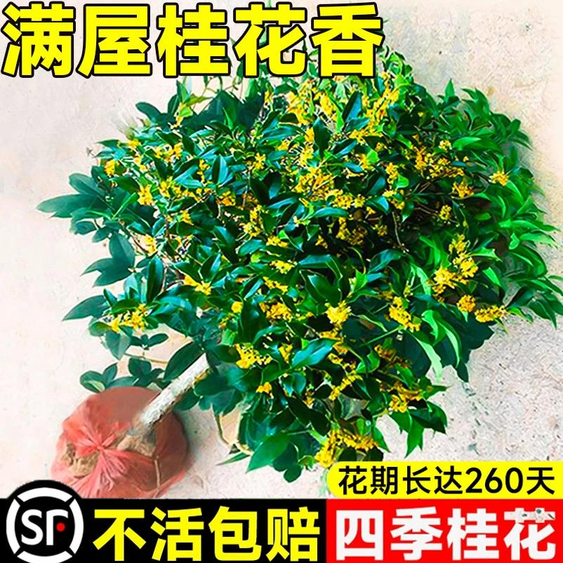 桂花树苗盆栽庭院室内植物金丹桂浓香型花卉开花好养易活盆景