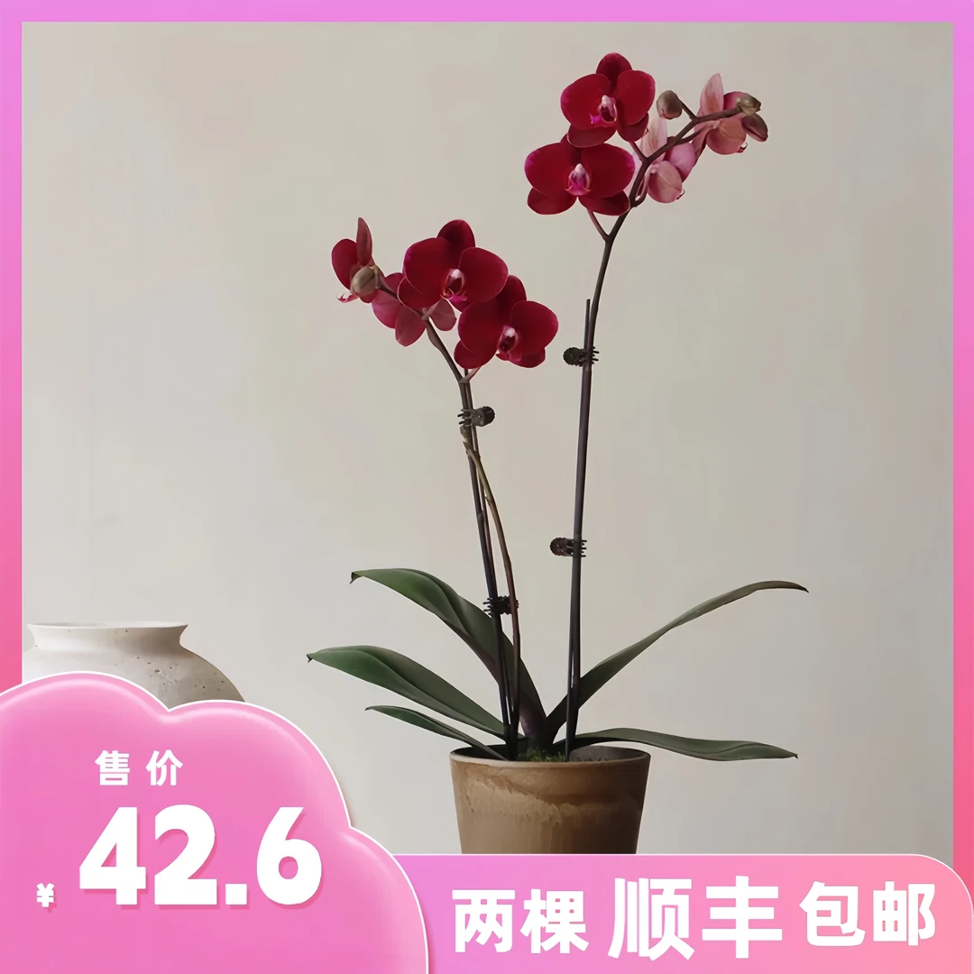 蝴蝶兰【黑红宝石】带花苞盆栽兰花大苗客厅室内植物花卉四季好养活