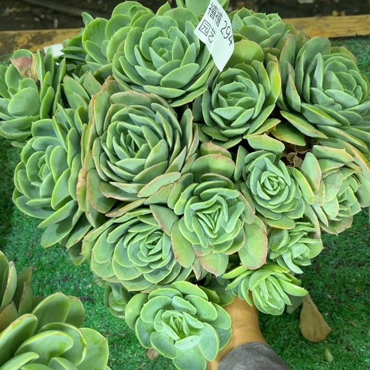 周*294桃花坞多肉植物多肉