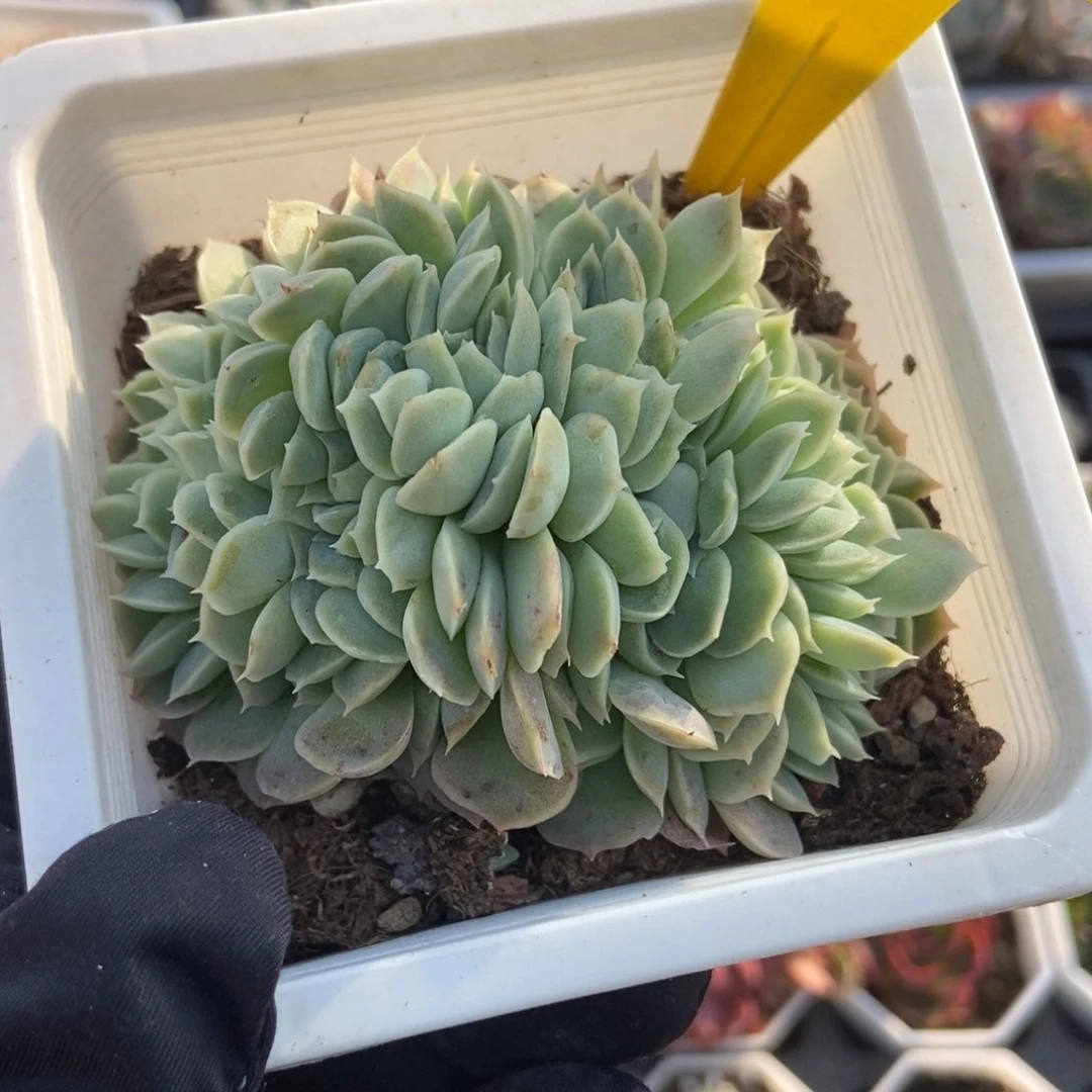 6097月影缀多肉植物保护