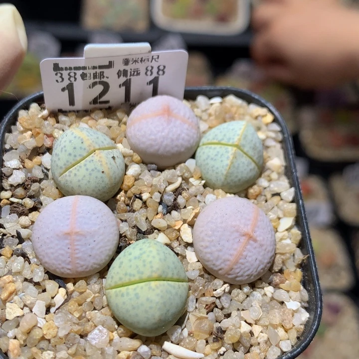 Sss精品生石花1211