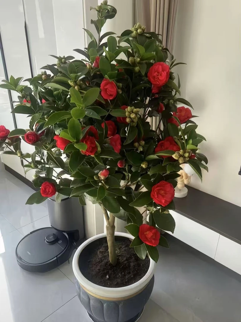 【新疆包邮】四季山茶花带花苞发货四季开花绿植