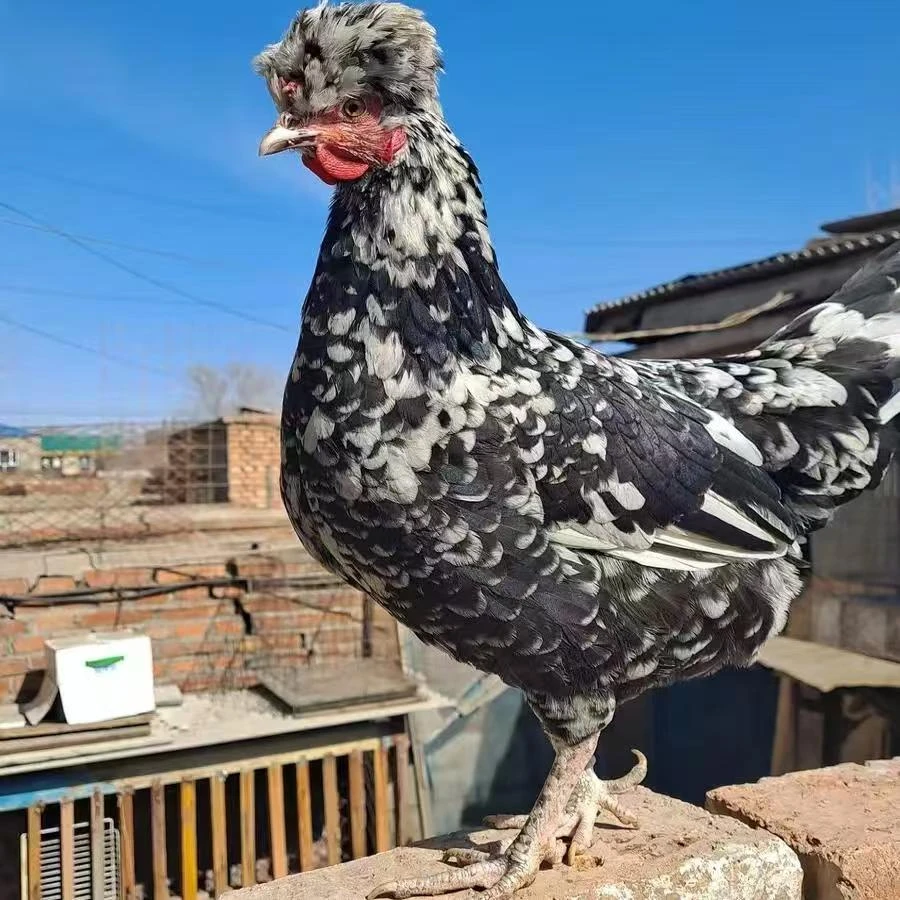 青年贵妃鸡1只《整只》