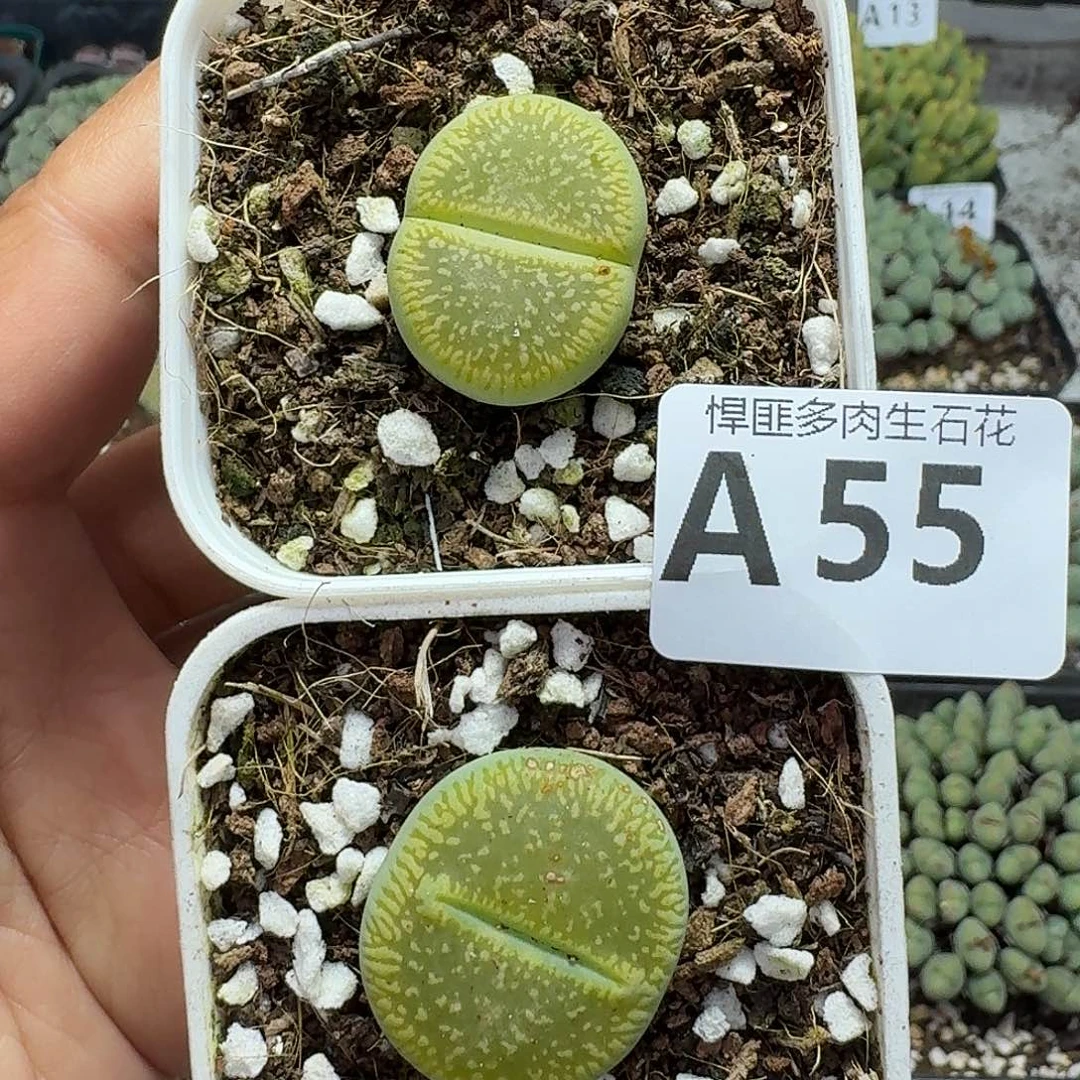 55多肉植物多肉植物