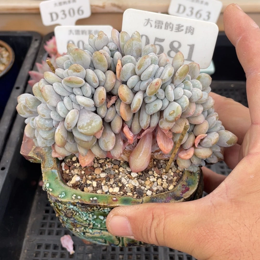 0581粉兔缀不带盆12厘米