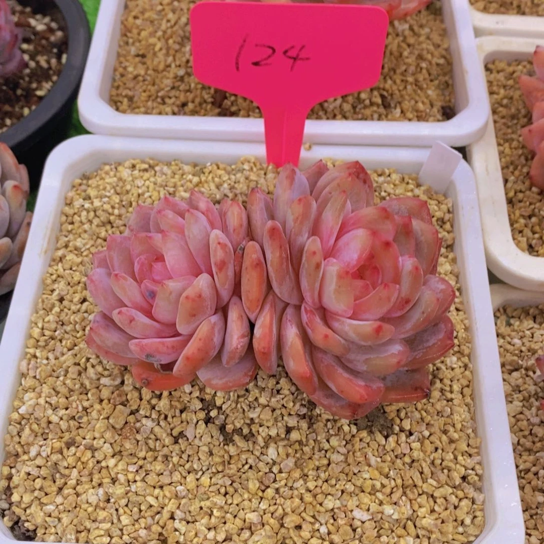 开心多肉植物多肉